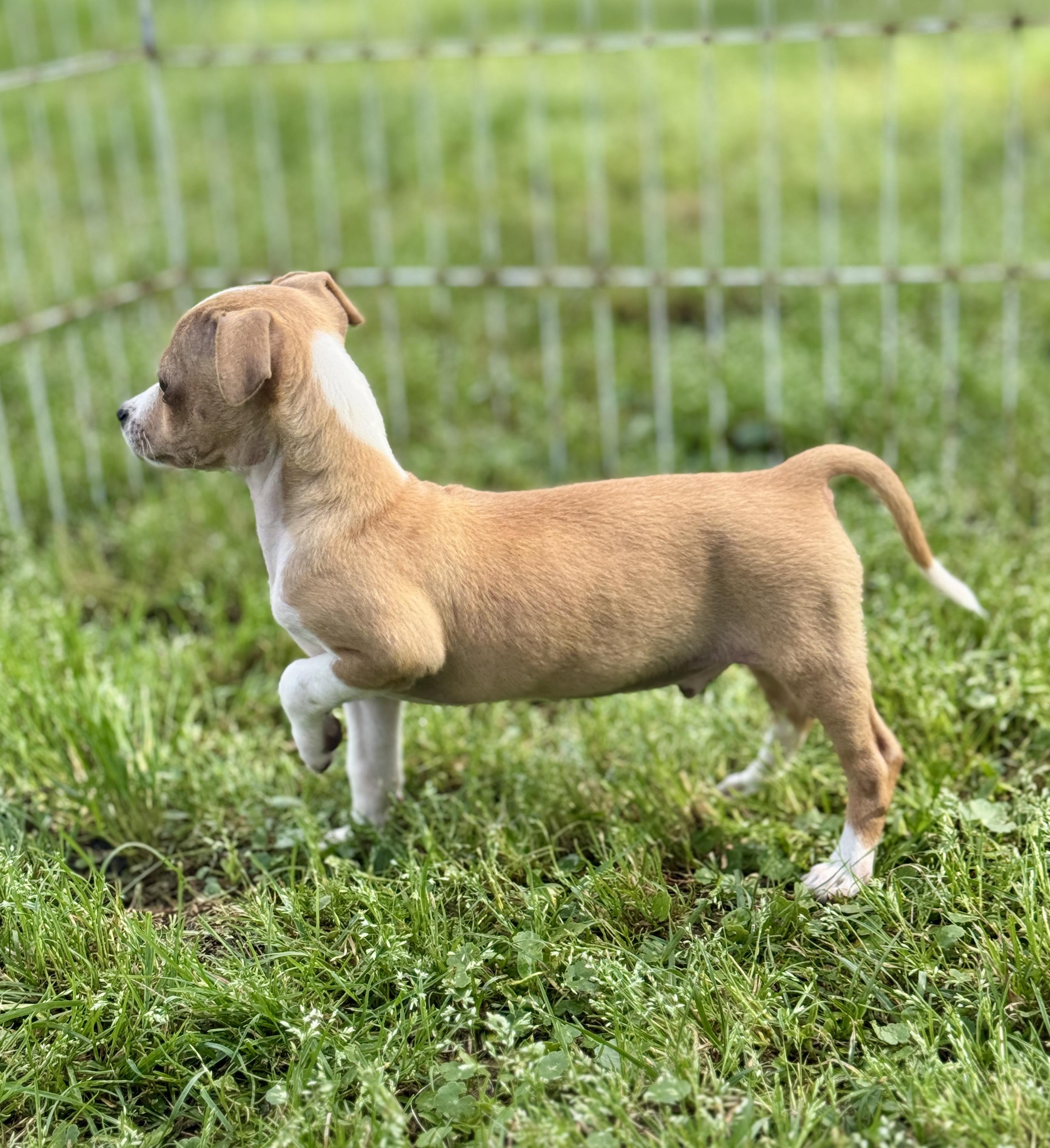 Jarvis, an adopted mixed breed in Enfield, CT image 3/5