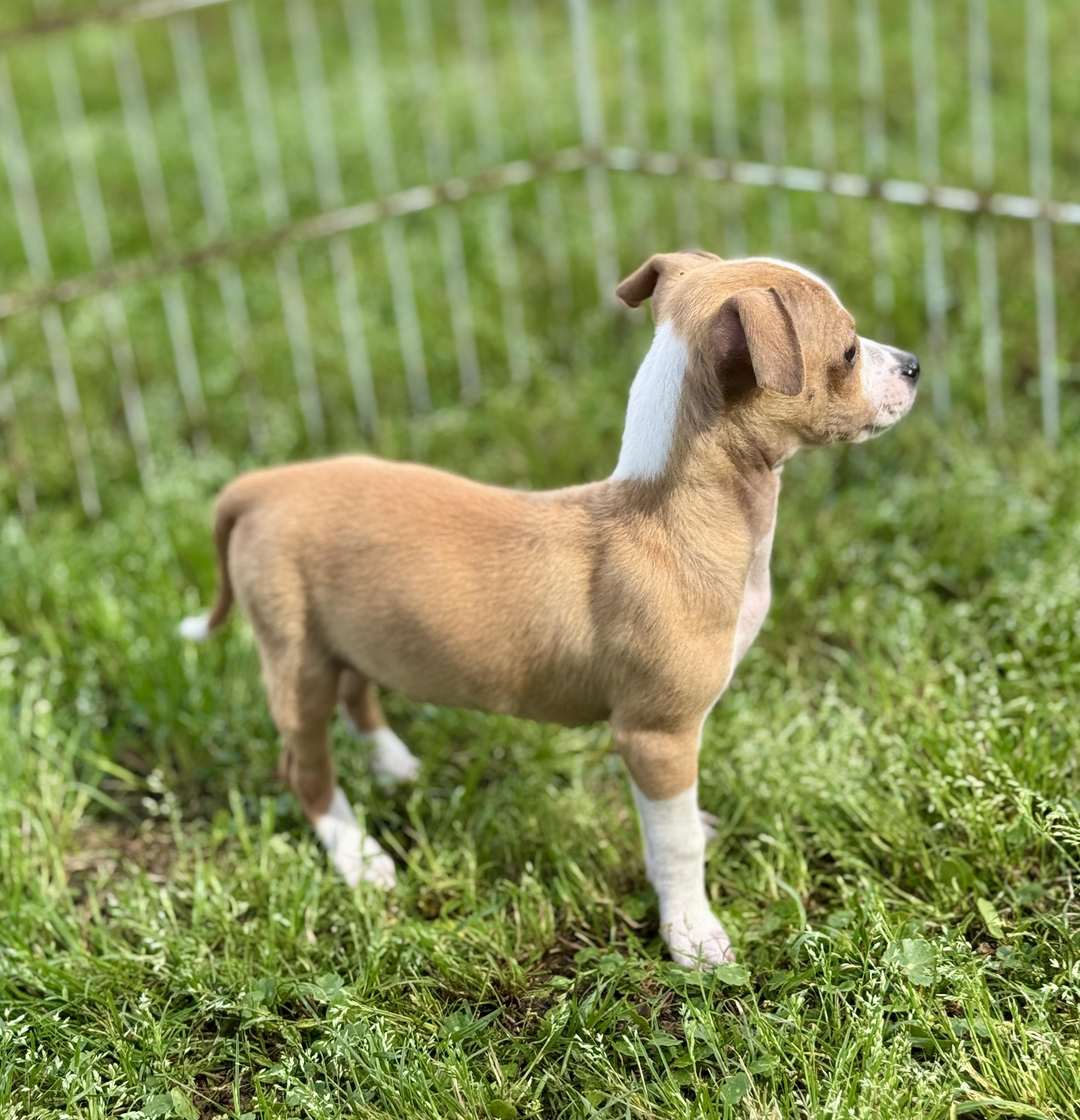 Jarvis, an adopted mixed breed in Enfield, CT image 5/5