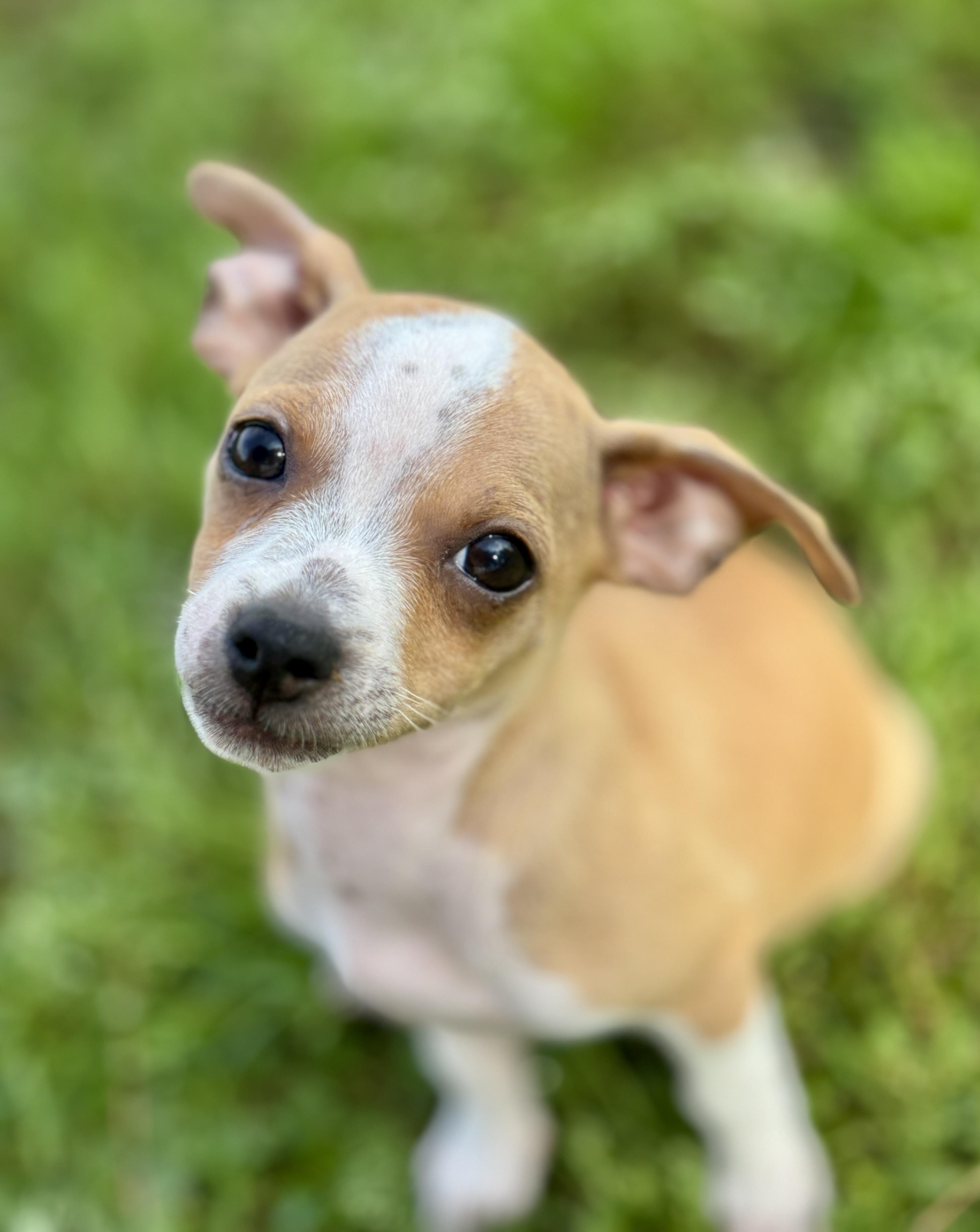 Jarvis, an adopted mixed breed in Enfield, CT image 2/5