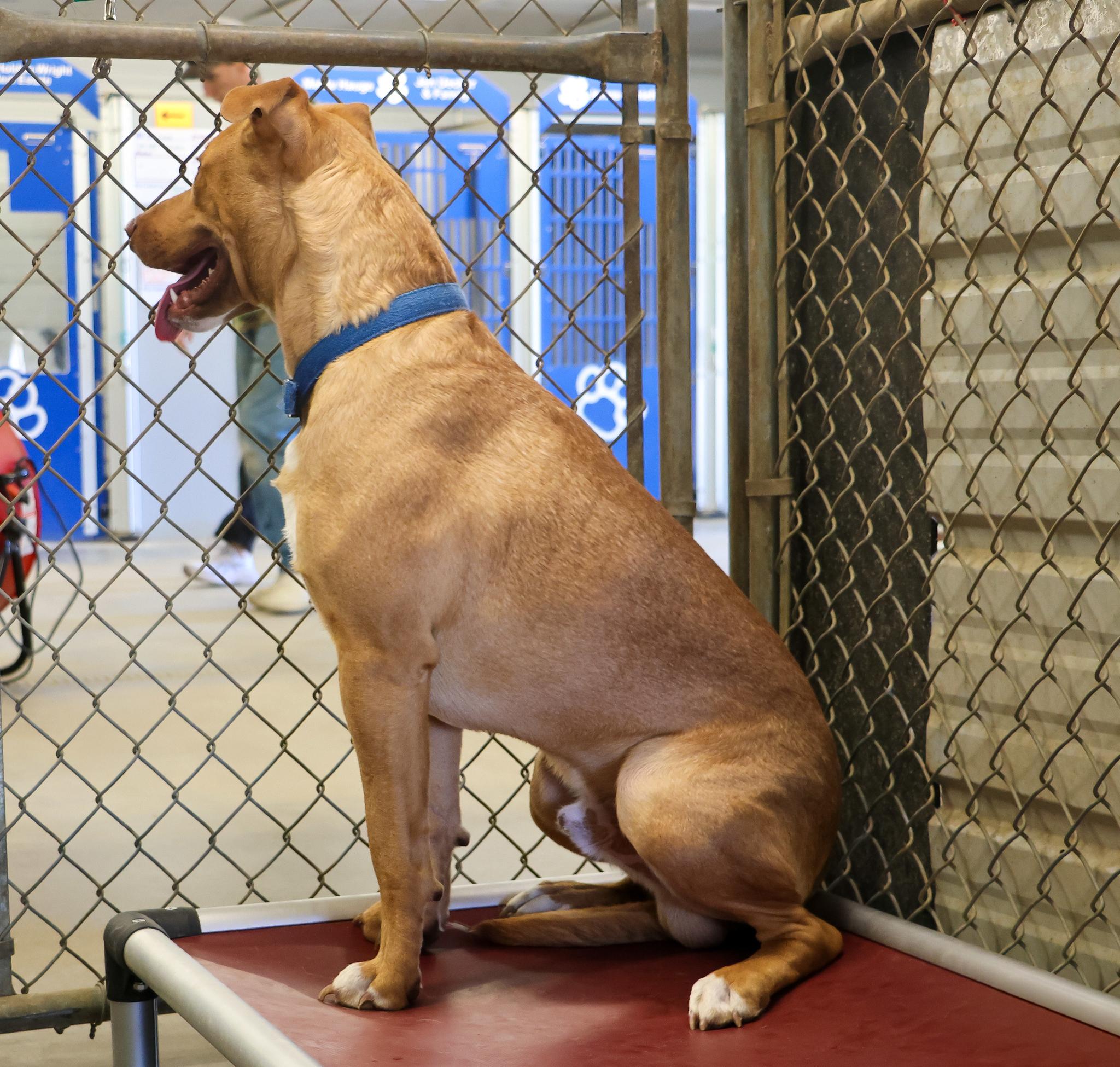 Winston, an adoptable Pit Bull Terrier in Pierre, SD, 57501 | Photo Image 1