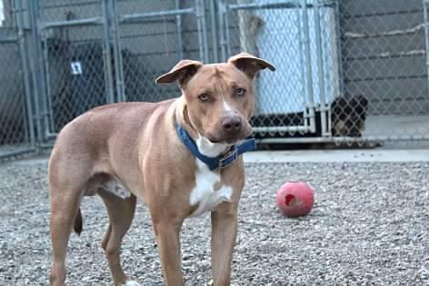 Enlarge Winston, a Adoptable mixed breed in Pierre, SD image 1/3