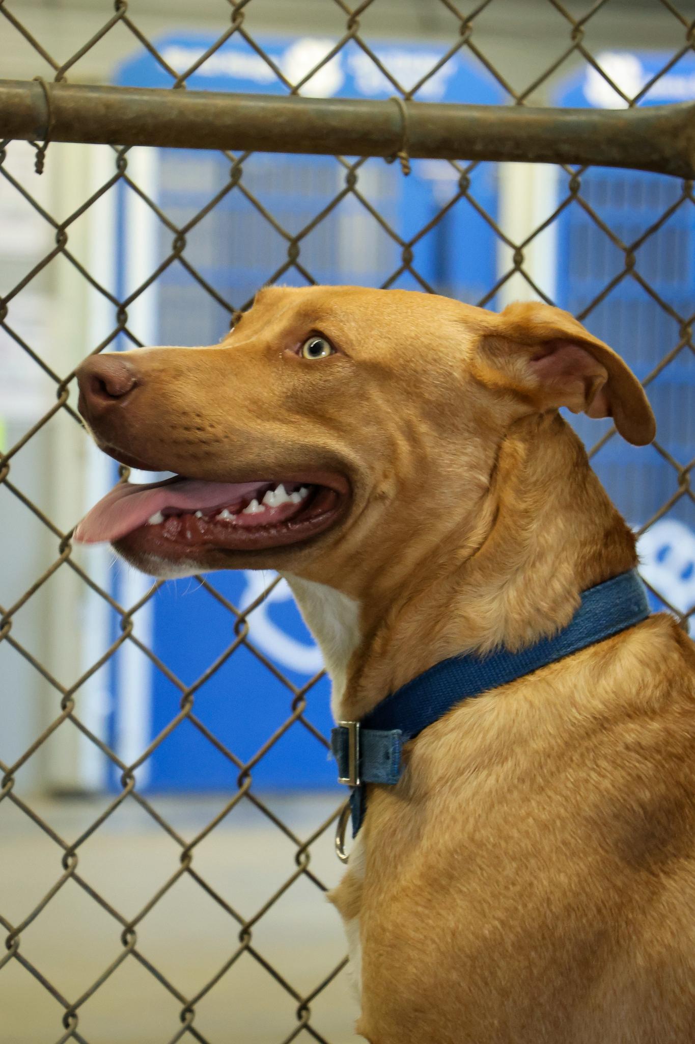 Winston, an adoptable Pit Bull Terrier in Pierre, SD, 57501 | Photo Image 3