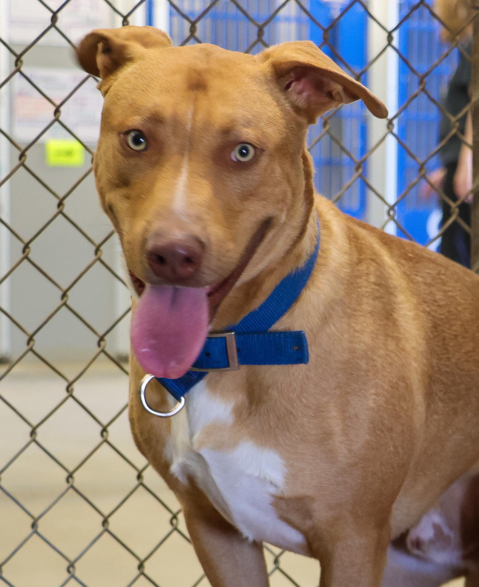 Winston, an adoptable Pit Bull Terrier in Pierre, SD, 57501 | Photo Image 4