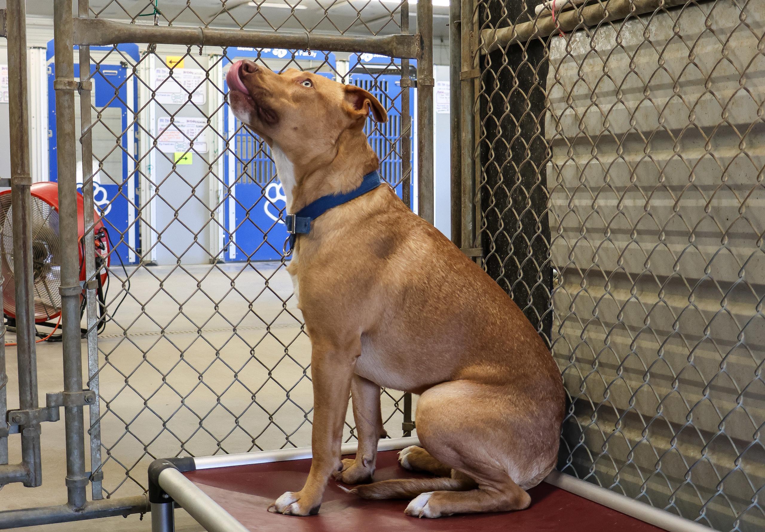 Winston, an adoptable Pit Bull Terrier in Pierre, SD, 57501 | Photo Image 2
