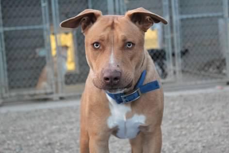 Enlarge Winston, a Adoptable mixed breed in Pierre, SD image 2/3