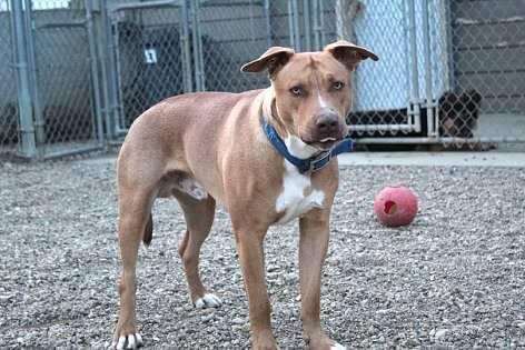 Enlarge Winston, a Adoptable mixed breed in Pierre, SD image 3/3