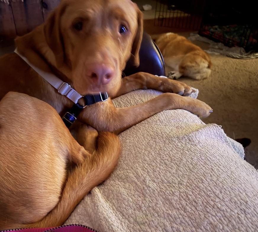 Enlarge Henry, a Adoptable Mixed Breed in Maineville, OH image 4/5