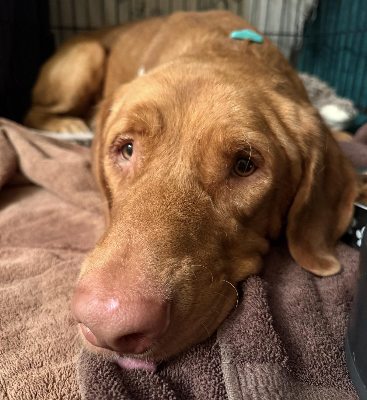 Henry, Adoptable, Young Male Mixed Breed.