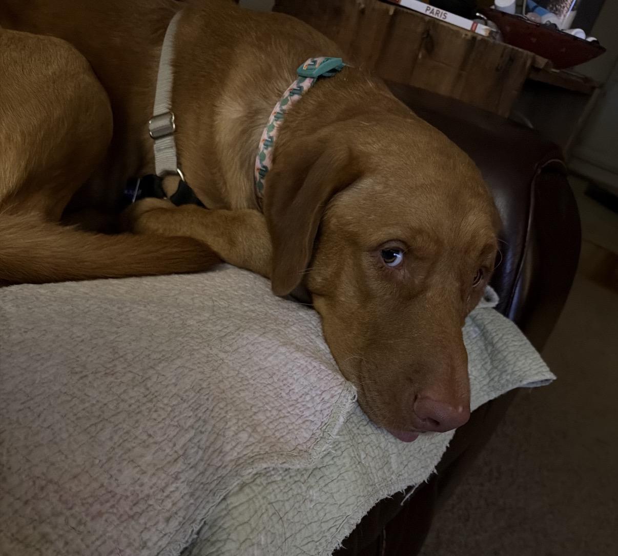 Enlarge Henry, a Adoptable Mixed Breed in Maineville, OH image 3/5
