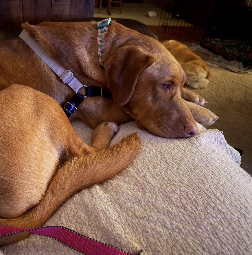 Enlarge Henry, a Adoptable Mixed Breed in Maineville, OH image 5/5