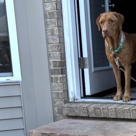 Enlarge Henry, a Adoptable Mixed Breed in Maineville, OH image 2/5