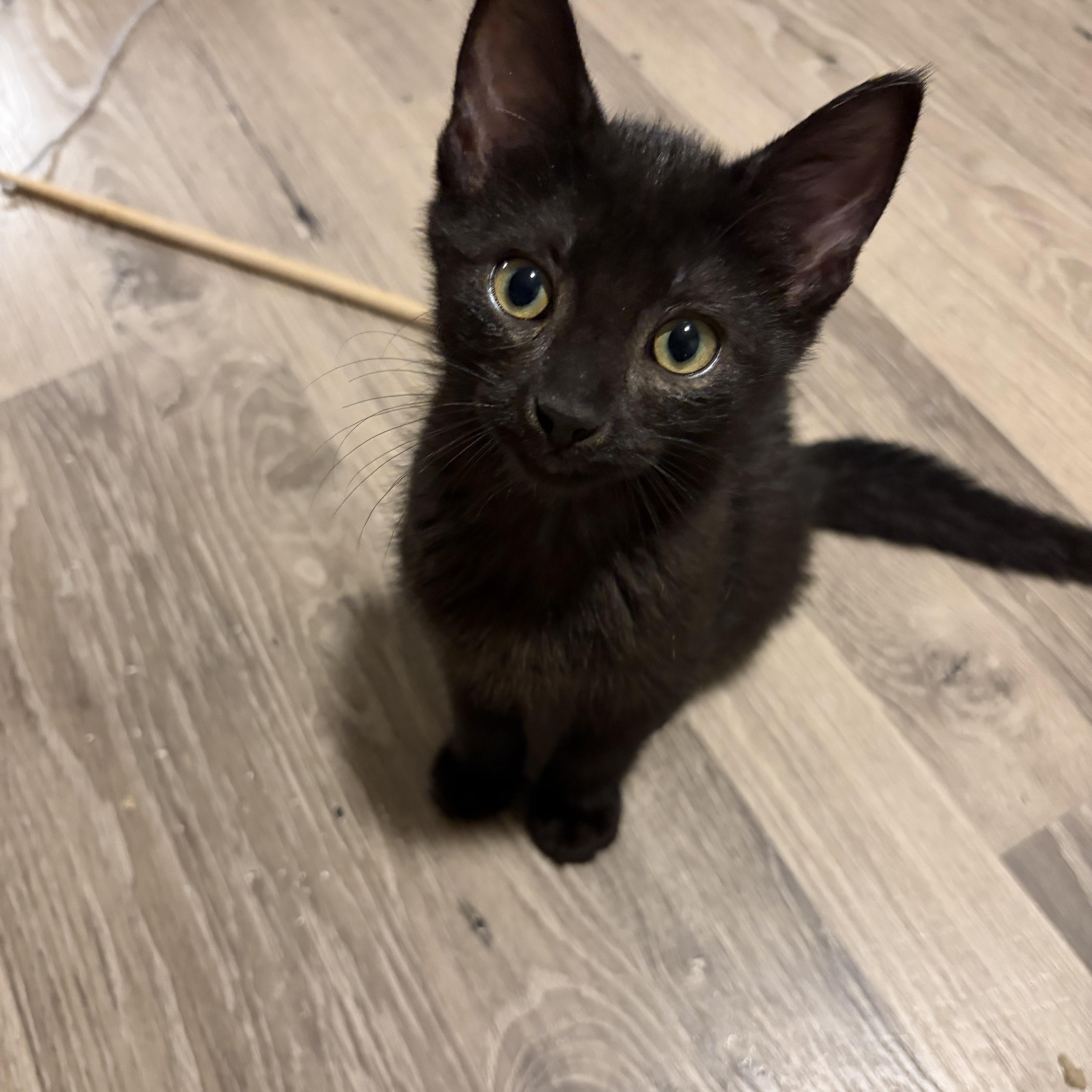 Enlarge Poho, a Adoptable Domestic Short Hair in Shelby Township, MI image 1/2