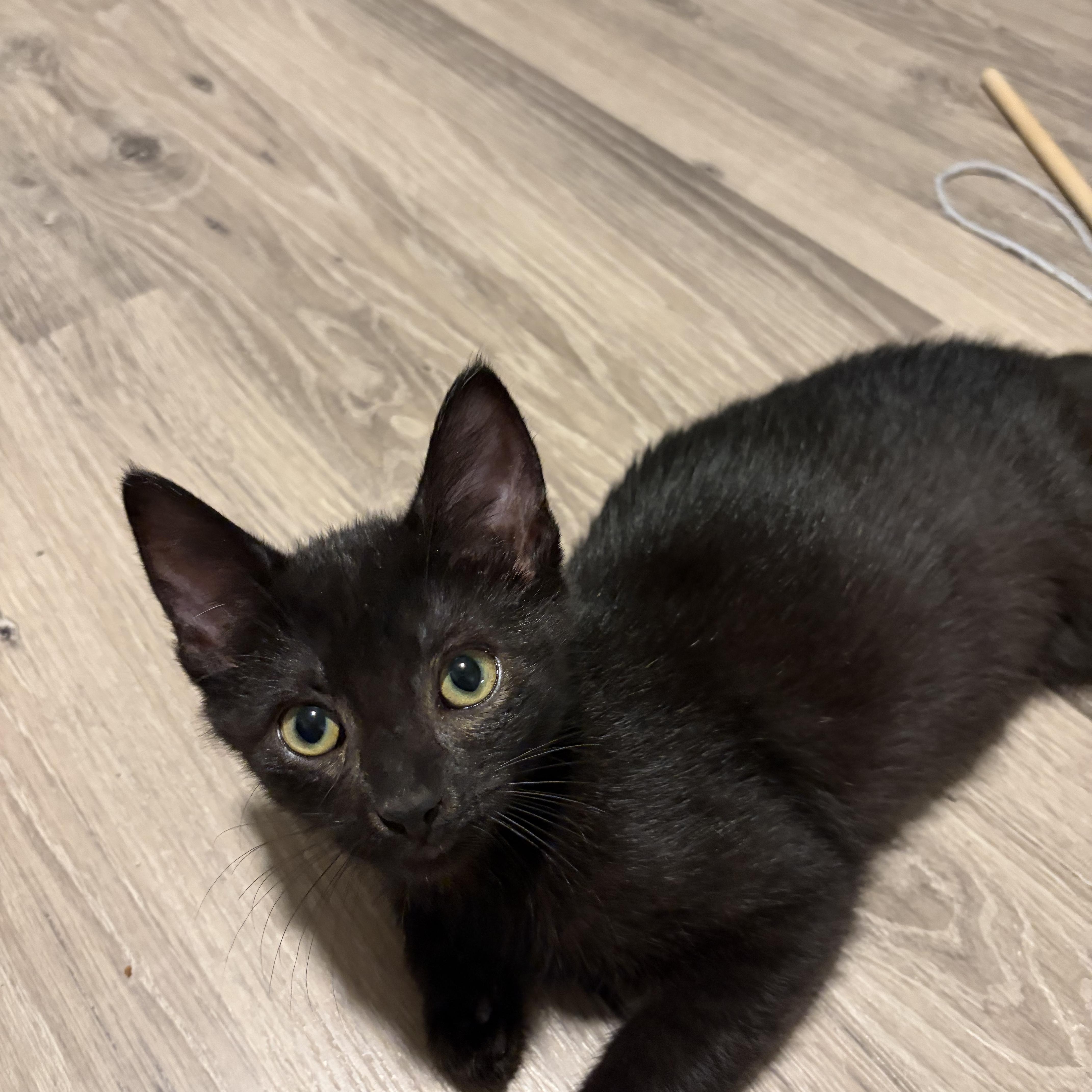 Enlarge Poho, a Adoptable Domestic Short Hair in Shelby Township, MI image 2/2