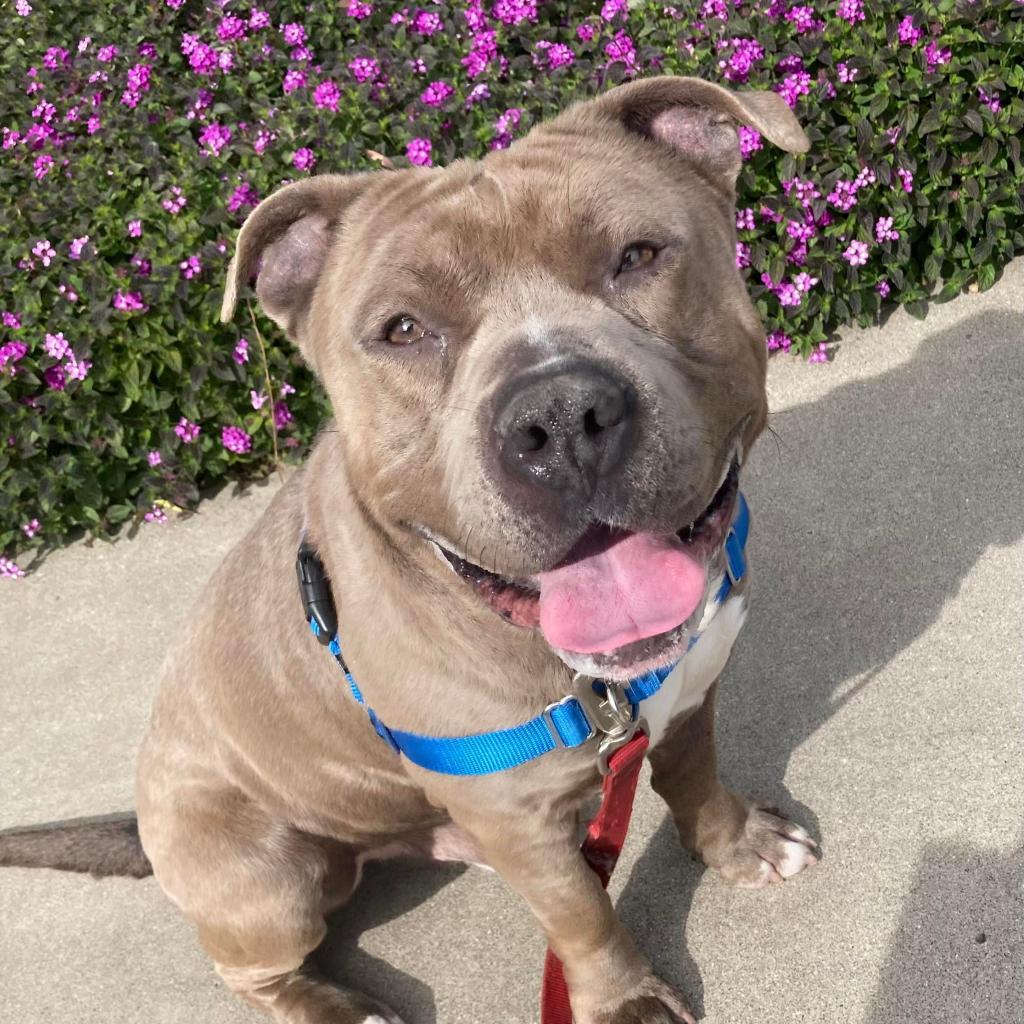 Steve, Adoptable, Adult Male American Staffordshire Terrier.