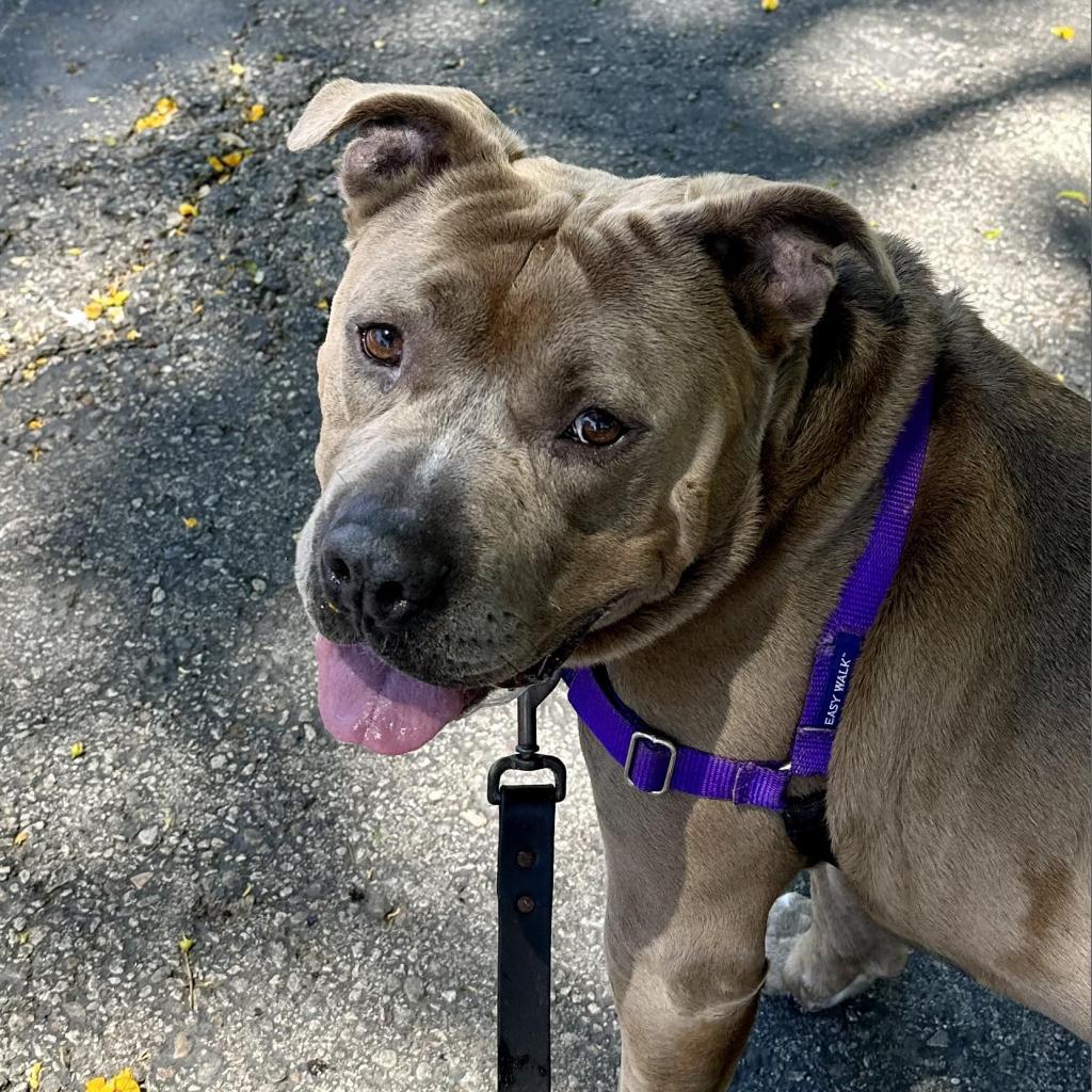 Enlarge Steve, a Adoptable American Staffordshire Terrier in Lompoc, CA image 2/5