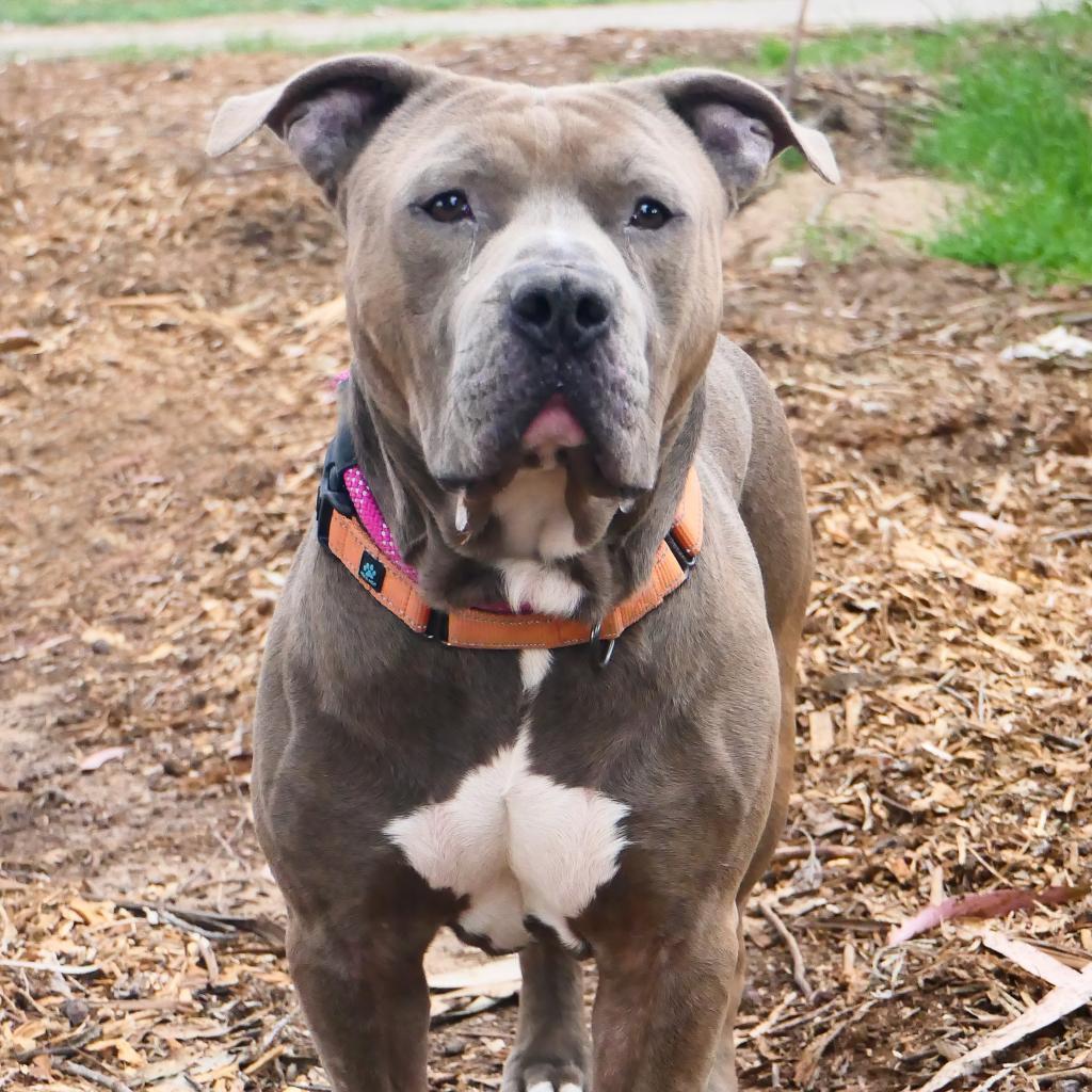 Enlarge Steve, a Adoptable American Staffordshire Terrier in Lompoc, CA image 3/5