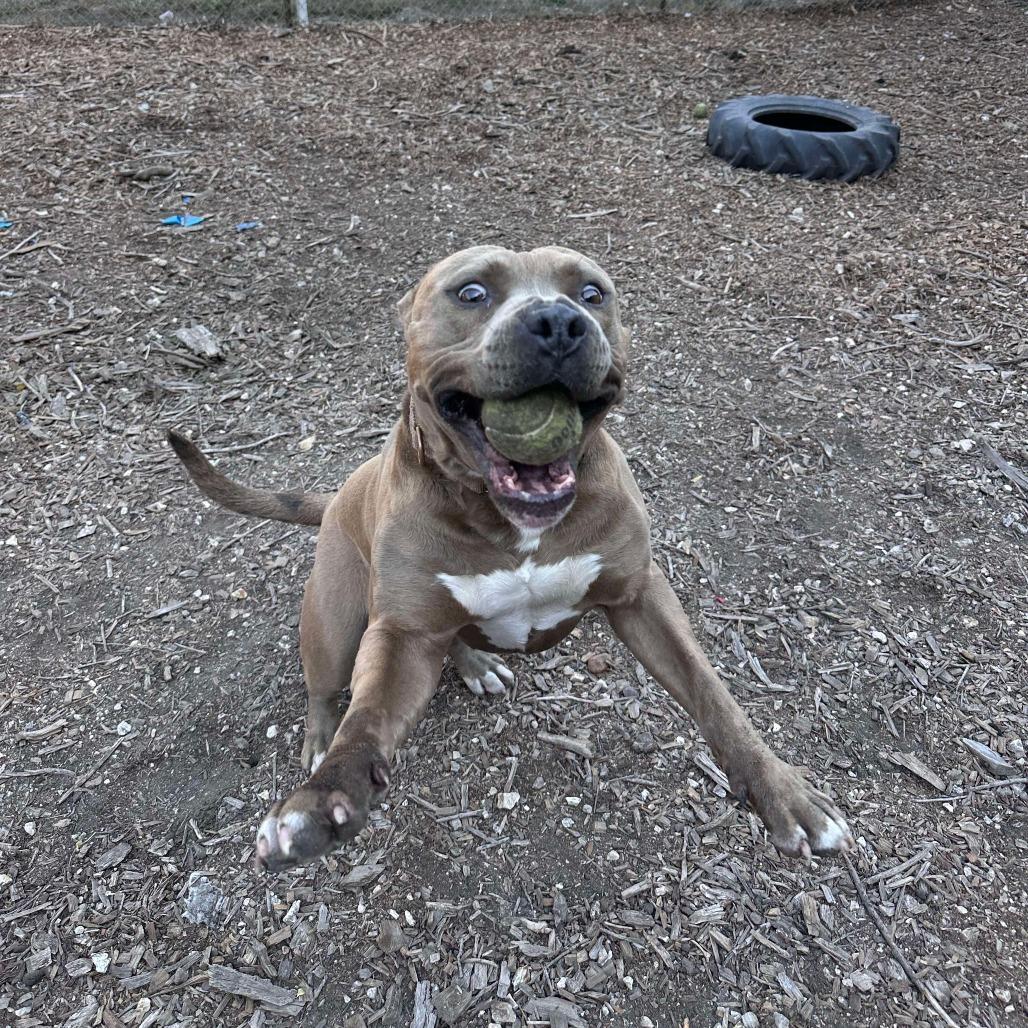 Enlarge Steve, a Adoptable American Staffordshire Terrier in Lompoc, CA image 4/5