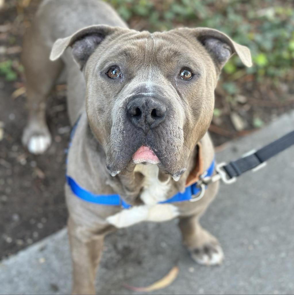 Enlarge Steve, a Adoptable American Staffordshire Terrier in Lompoc, CA image 5/5