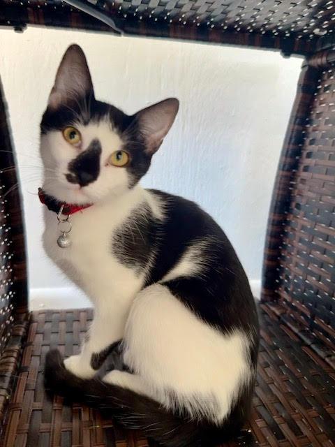 Stormy, Adoptable, Young Female American Shorthair.