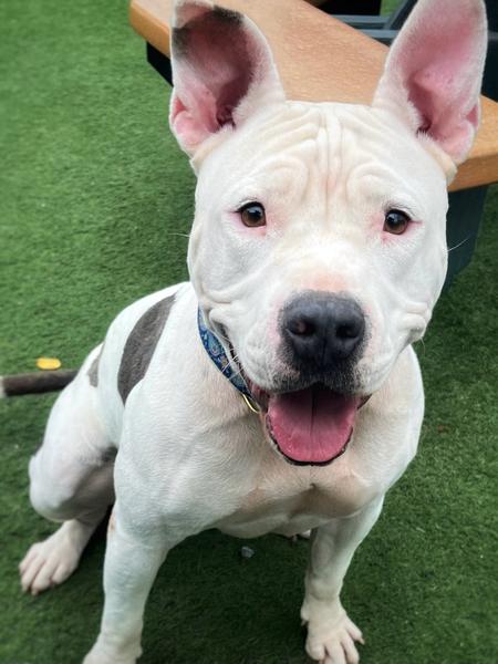 Enlarge Giselle, an adopted Pit Bull Terrier in San Diego, CA image 1/5