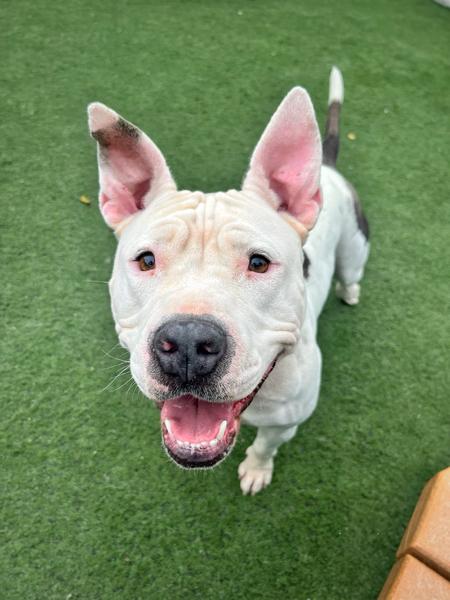 Enlarge Giselle, an adopted Pit Bull Terrier in San Diego, CA image 2/5