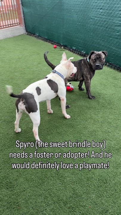 Enlarge Giselle, an adopted Pit Bull Terrier in San Diego, CA video 5/5