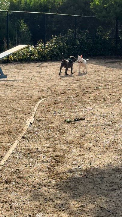 Enlarge Giselle, an adopted Pit Bull Terrier in San Diego, CA video 4/5