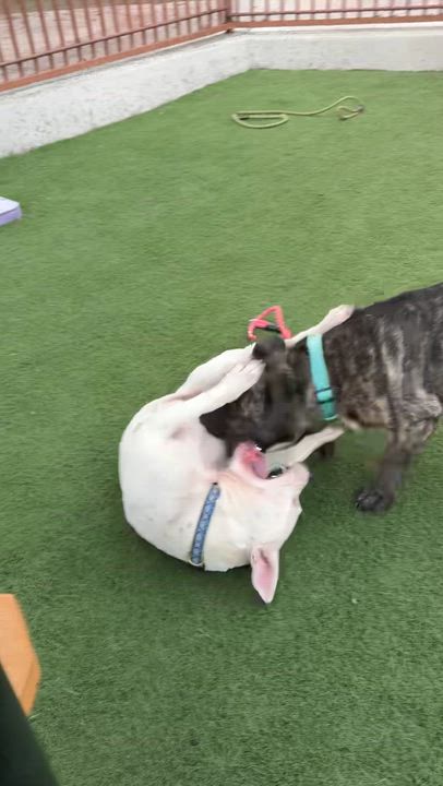 Enlarge Giselle, an adopted Pit Bull Terrier in San Diego, CA video 3/5