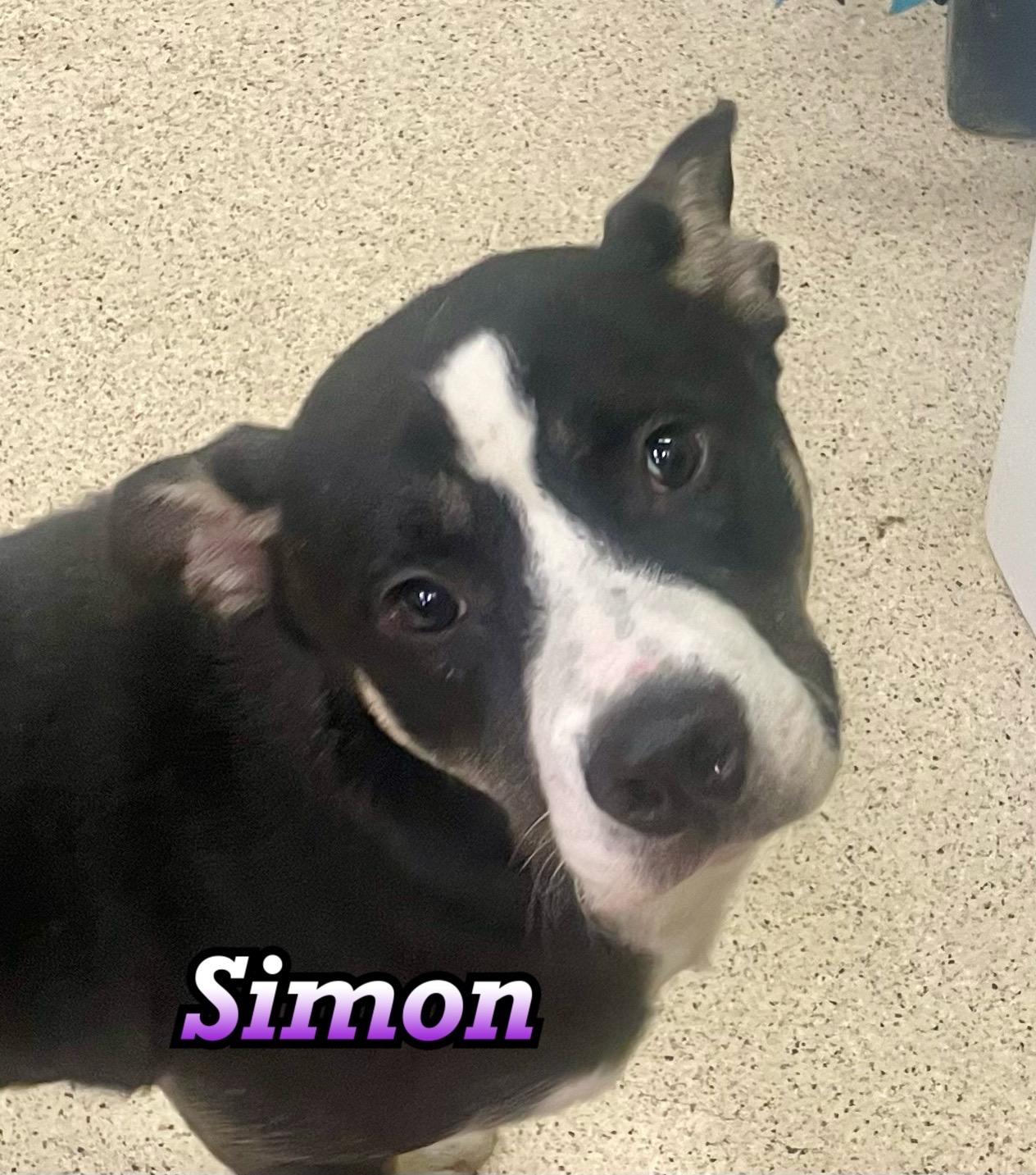 Simon