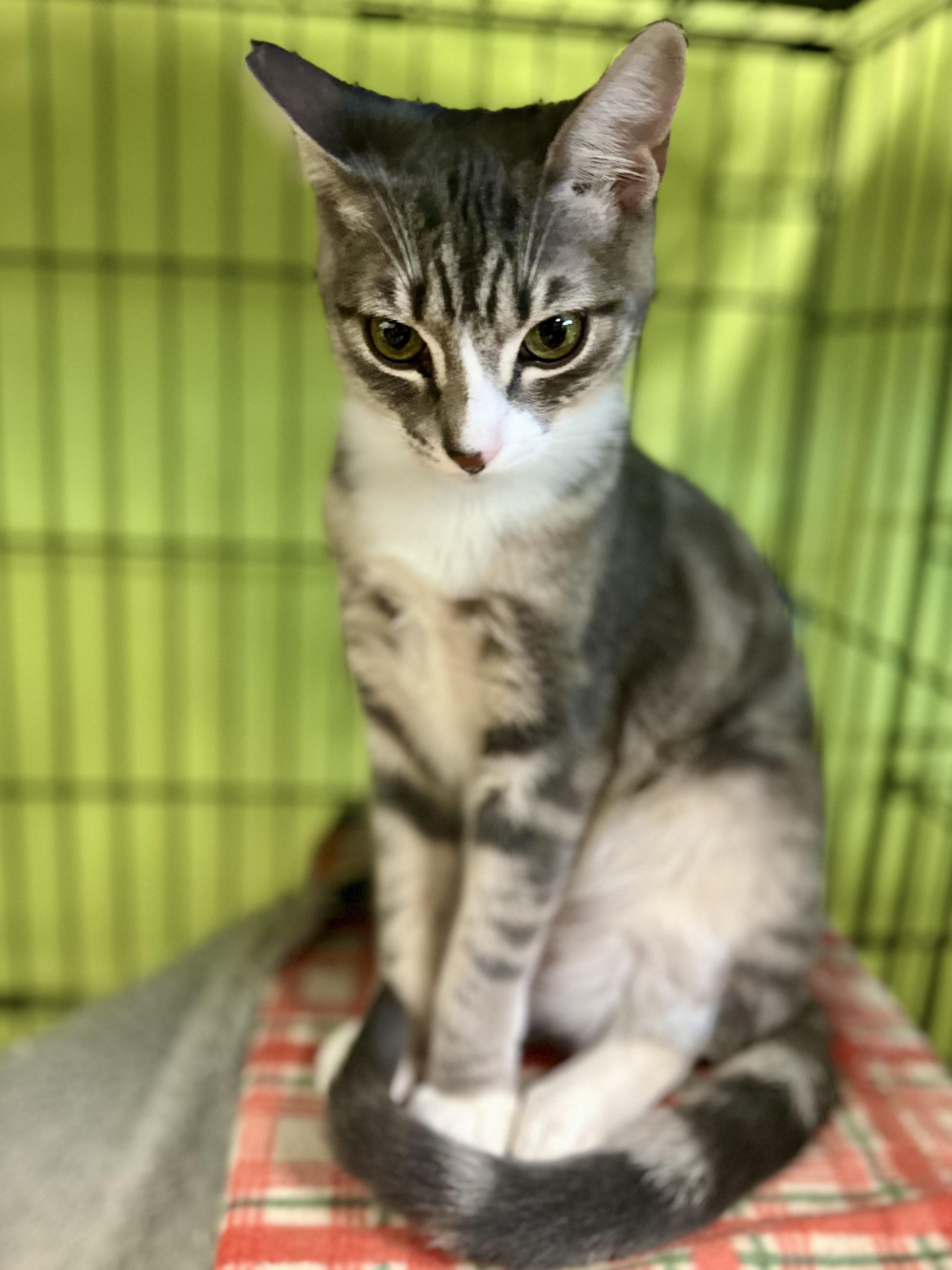 Enlarge Zoey, a ADOPTABLE Tabby in Jackson, CA image 3/3
