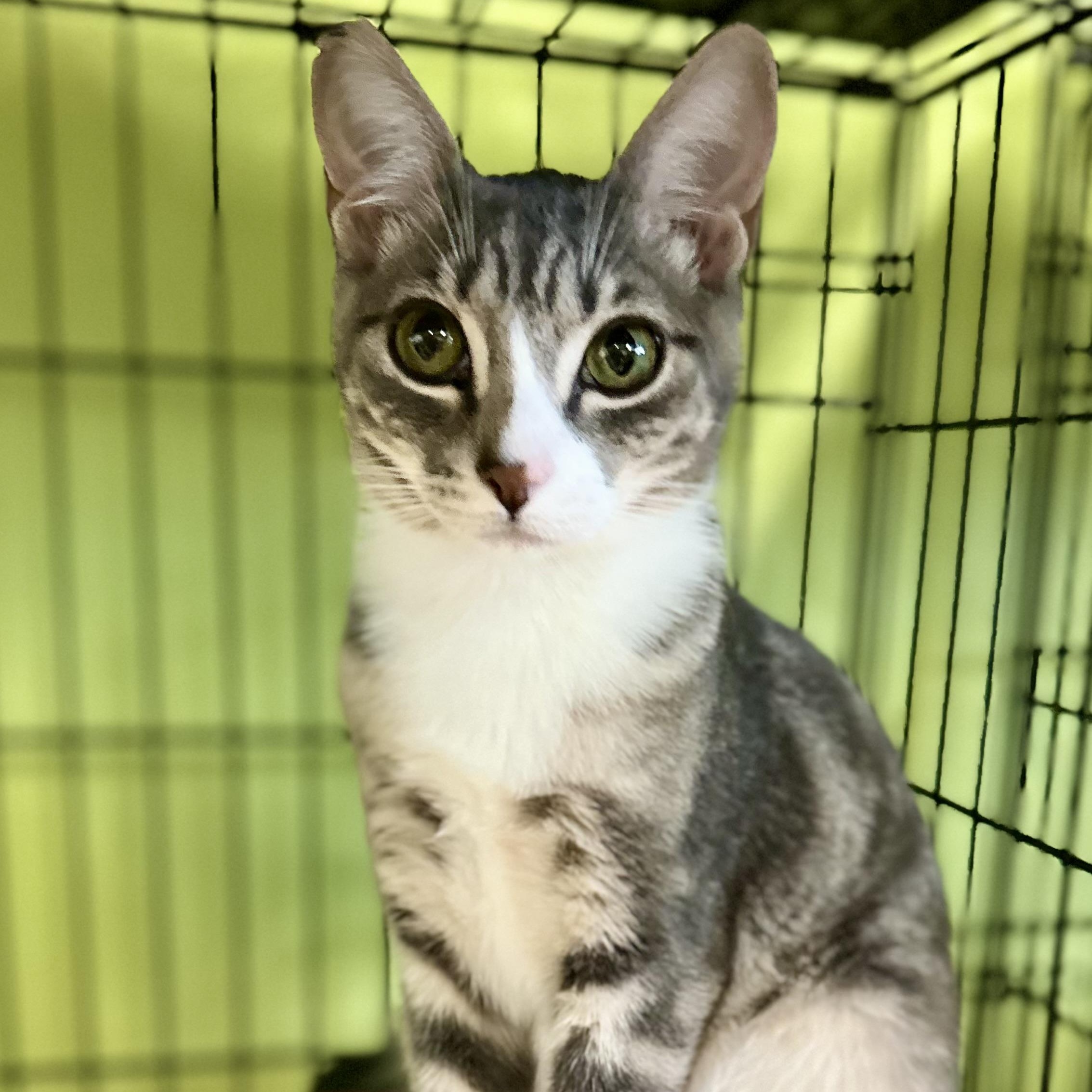 Zoey, ADOPTABLE, Young Female Tabby.
