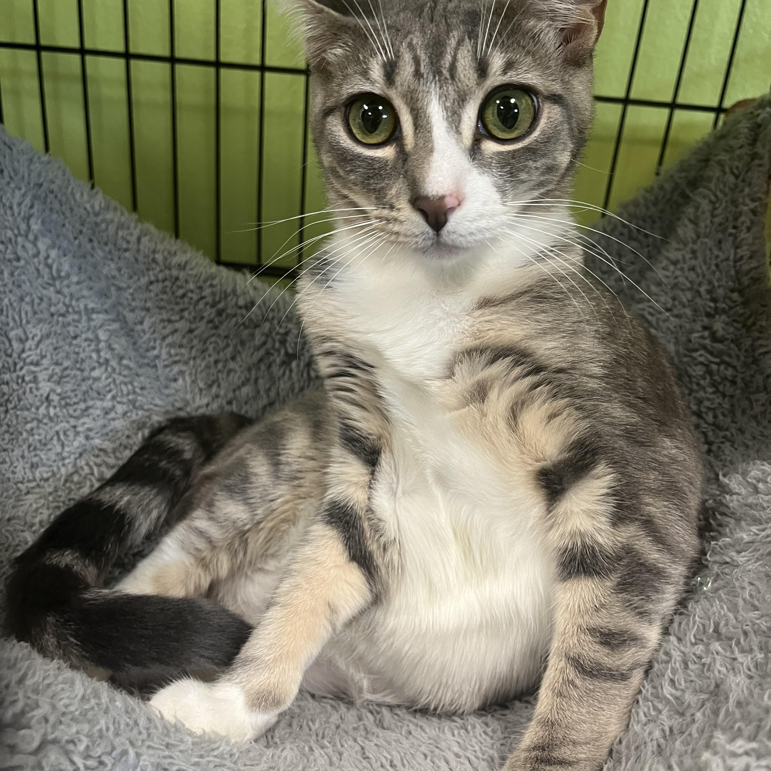 Enlarge Zoey, a ADOPTABLE Tabby in Jackson, CA image 2/3