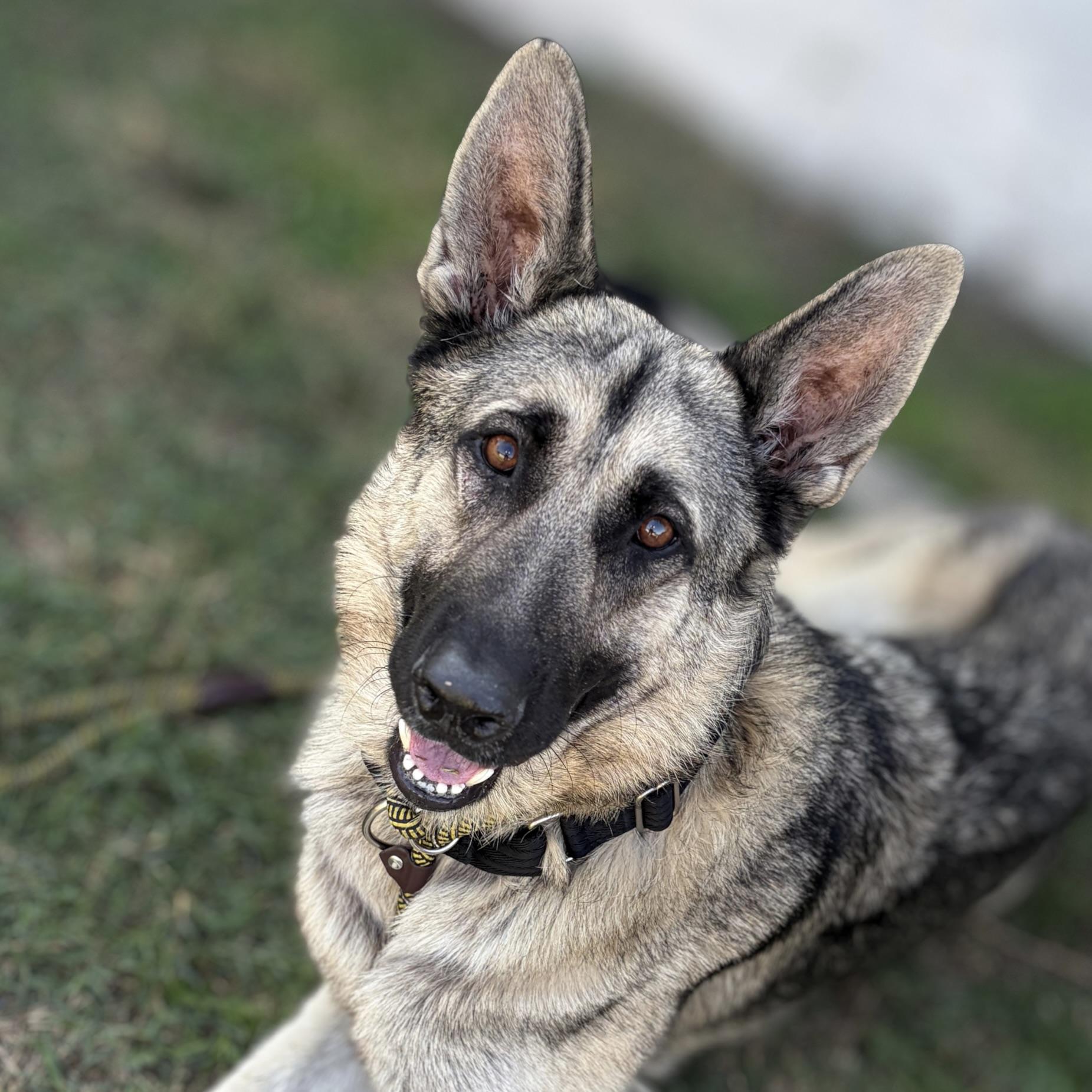 Cooley, Adoptable, Adult Male German Shepherd Dog.