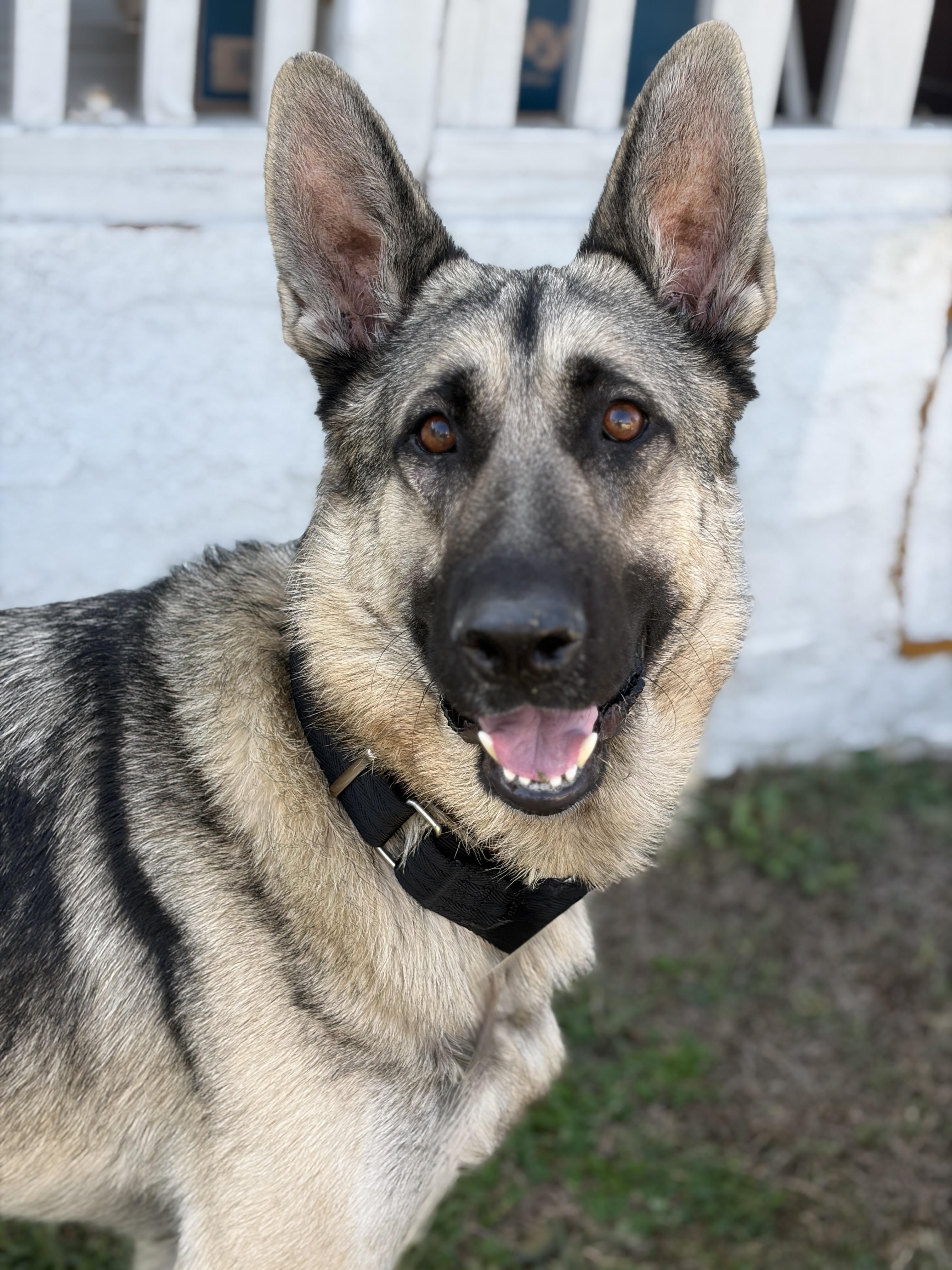 Cooley, a Adoptable German Shepherd Dog in Rancho Palos Verdes, CA image 6/6