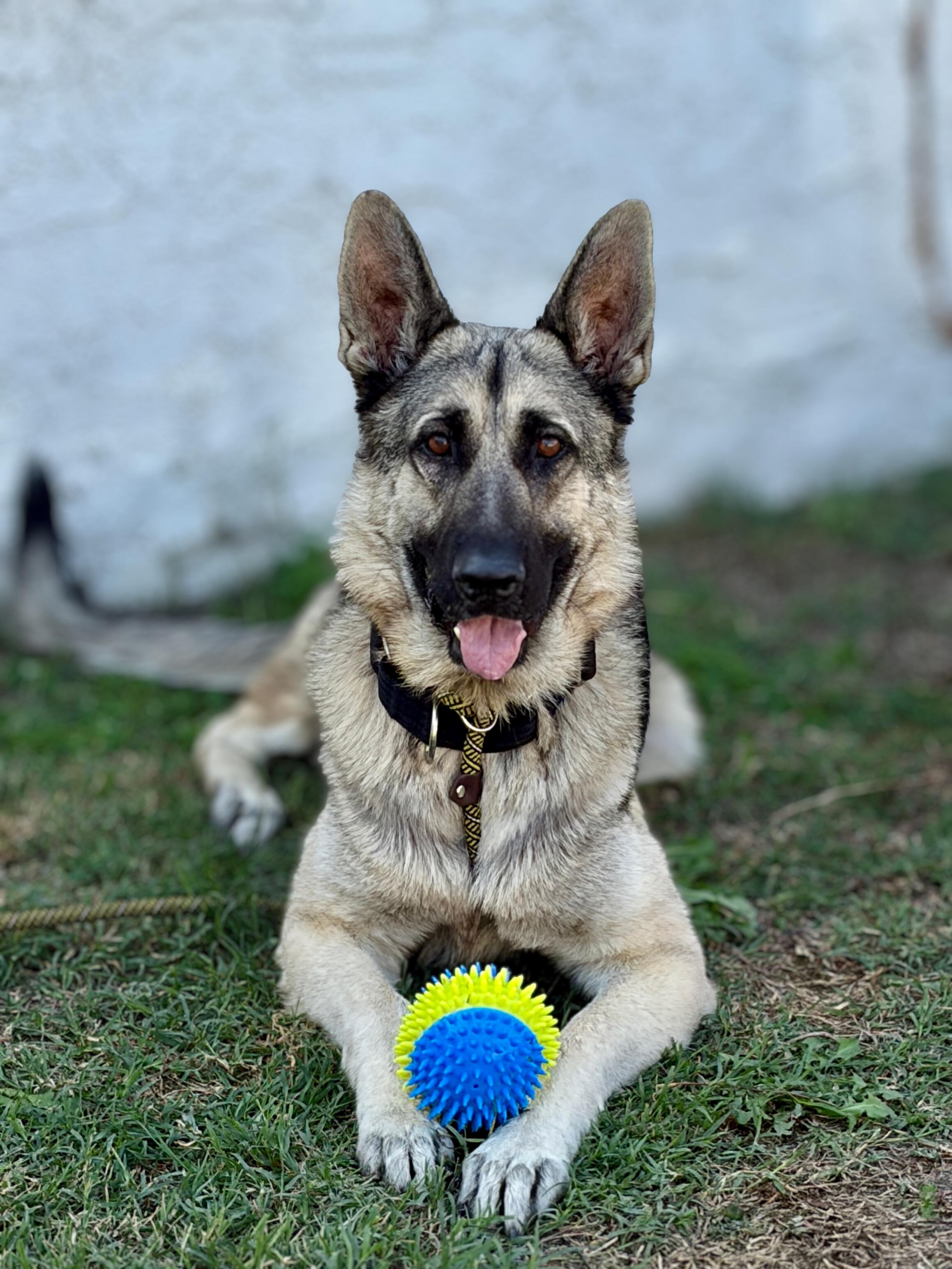 Cooley, a Adoptable German Shepherd Dog in Rancho Palos Verdes, CA image 4/6