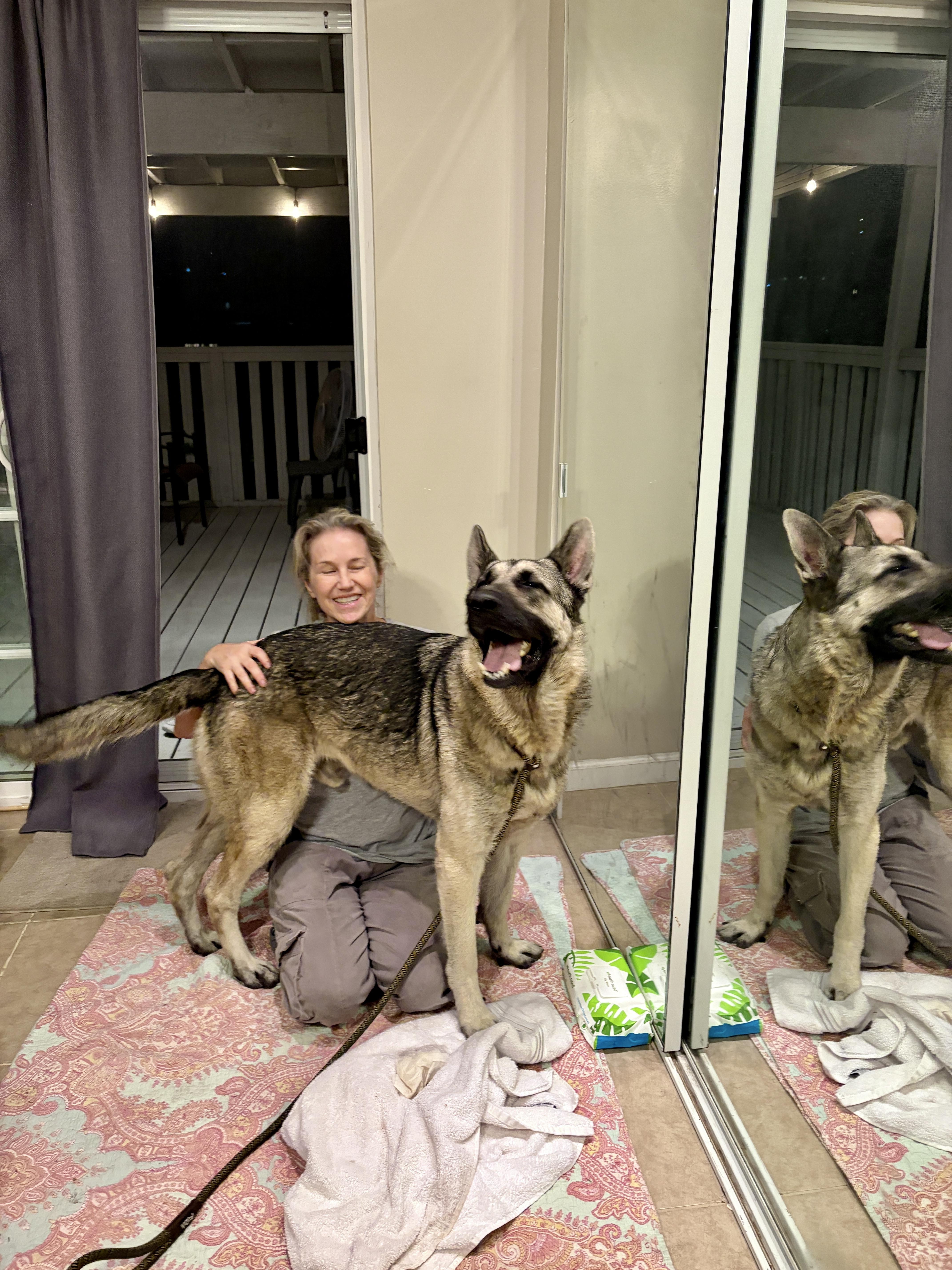 Cooley, a Adoptable German Shepherd Dog in Rancho Palos Verdes, CA image 5/6