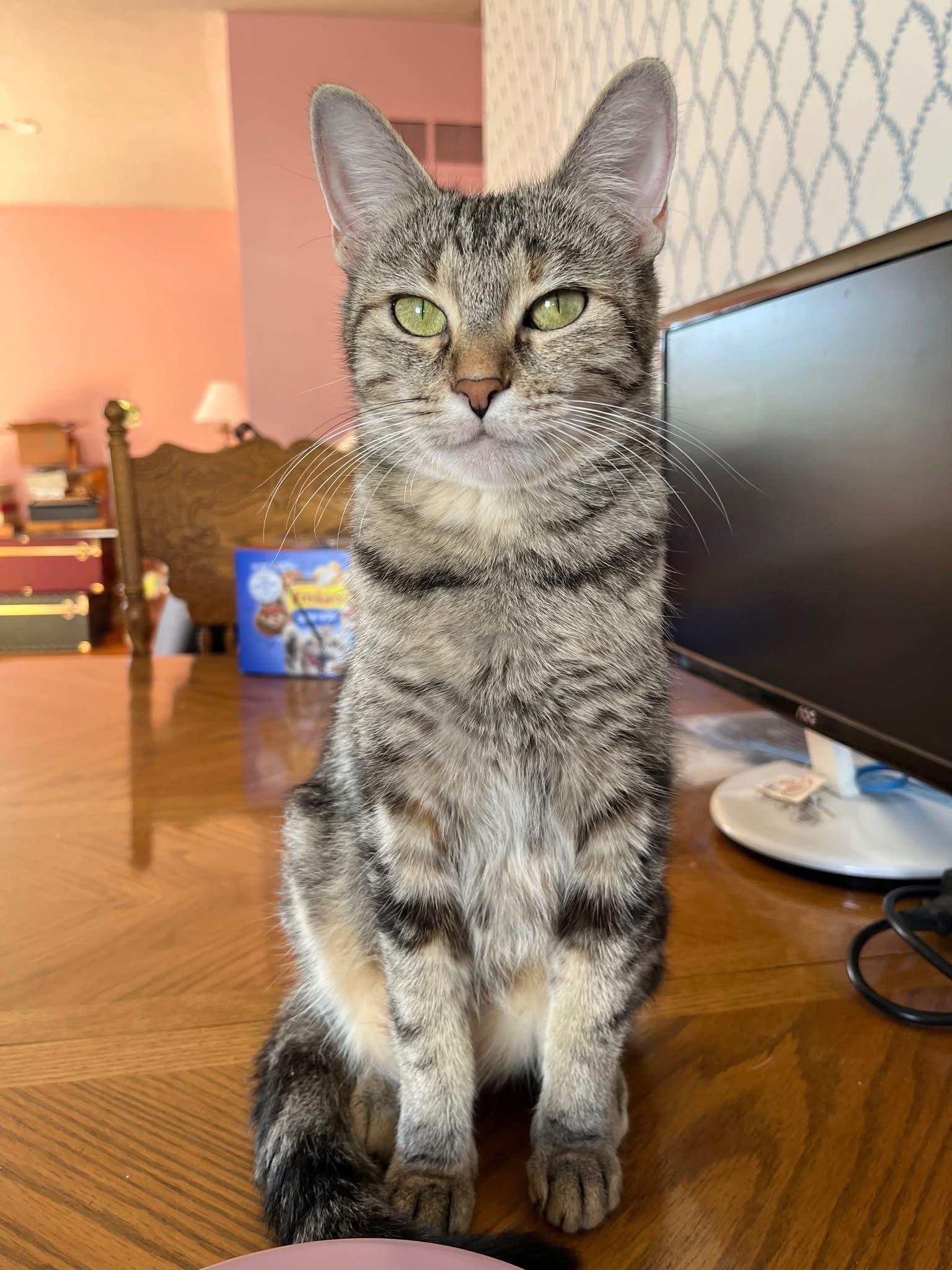 Petunia, ADOPTABLE, Adult Female Domestic Short Hair.