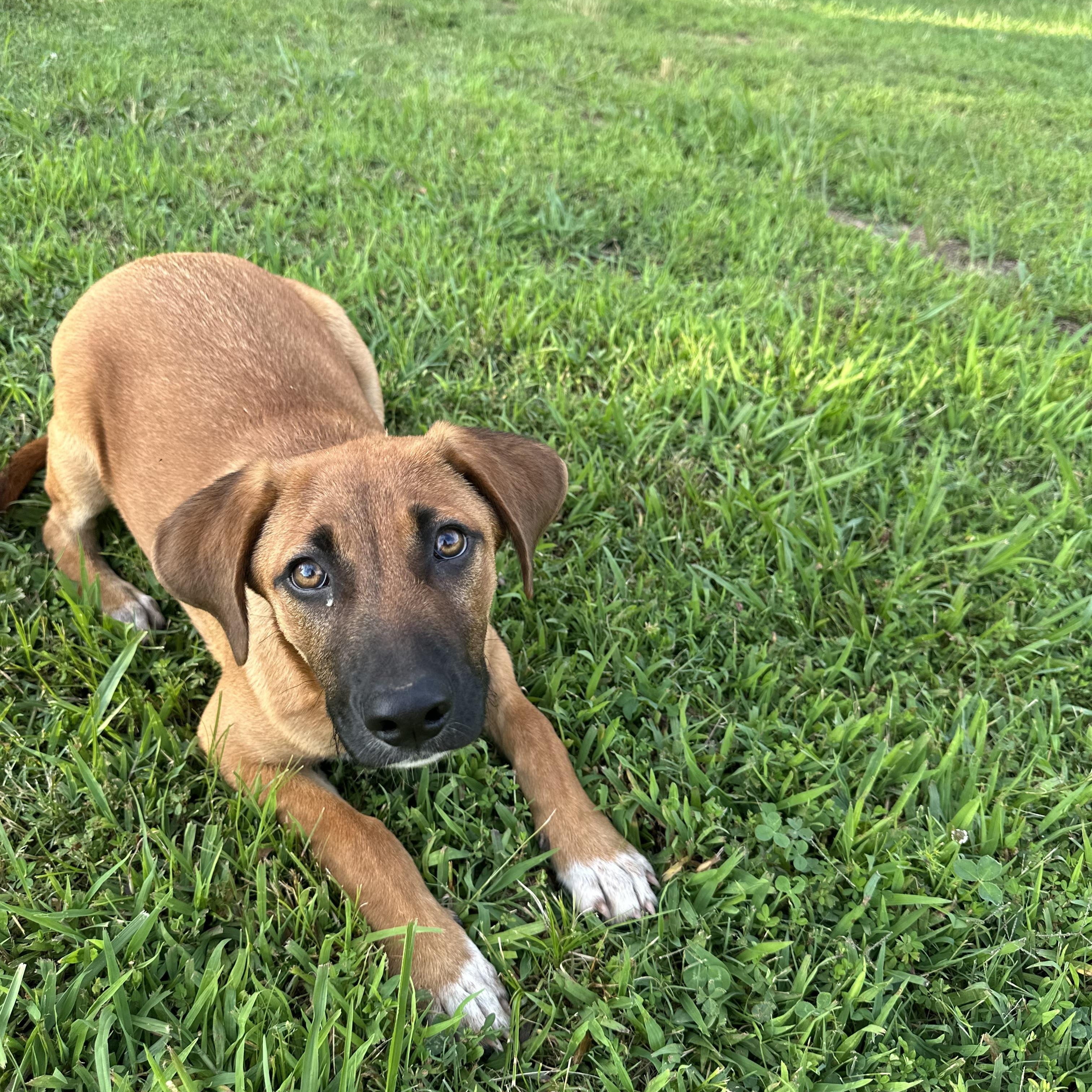 Greg, an adopted Black Mouth Cur in Chalfont, PA image 3/6