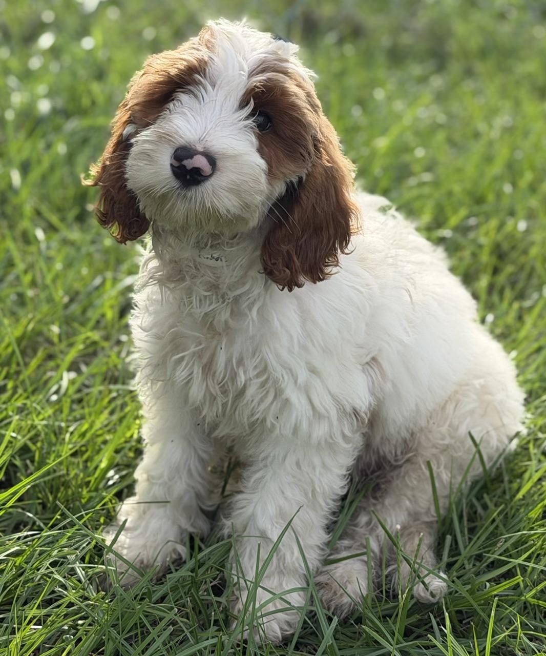 Enlarge Percy, an adoptable Labradoodle in Orlando, FL image 1/3