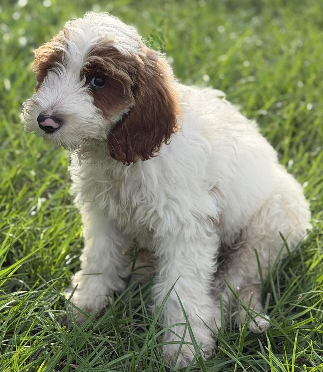 Enlarge Percy, an adoptable Labradoodle in Orlando, FL image 3/3