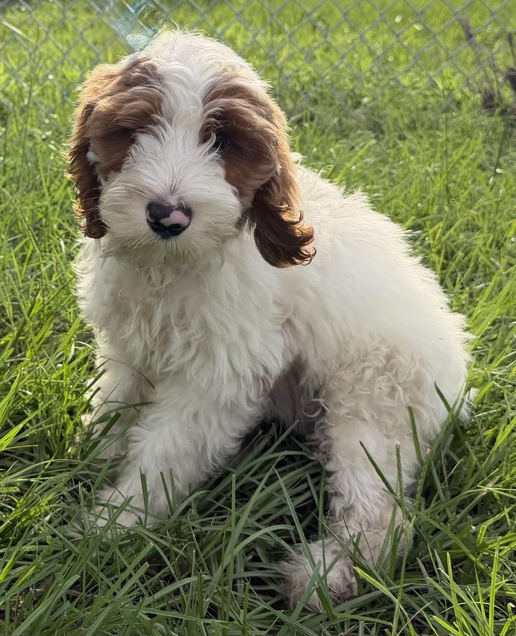 Enlarge Percy, an adoptable Labradoodle in Orlando, FL image 2/3