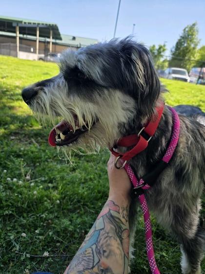 Enlarge Echy, a Adoptable mixed breed in Springfield, MO image 4/4
