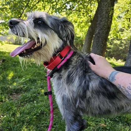 Echy, adoptable, Adult Male Terrier & Labrador Retriever.