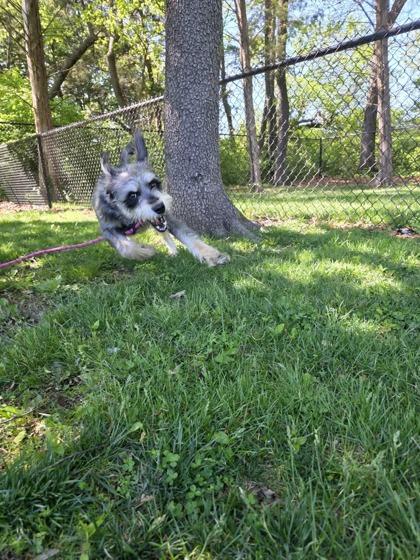 Enlarge Echy, a Adoptable mixed breed in Springfield, MO image 3/4