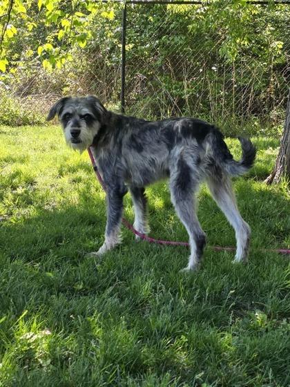 Enlarge Echy, a Adoptable mixed breed in Springfield, MO image 2/4