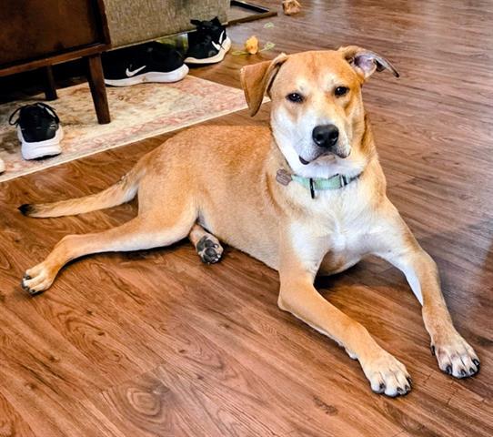 Enlarge STEVE, a Adoptable mixed breed in Houston, TX image 1/1