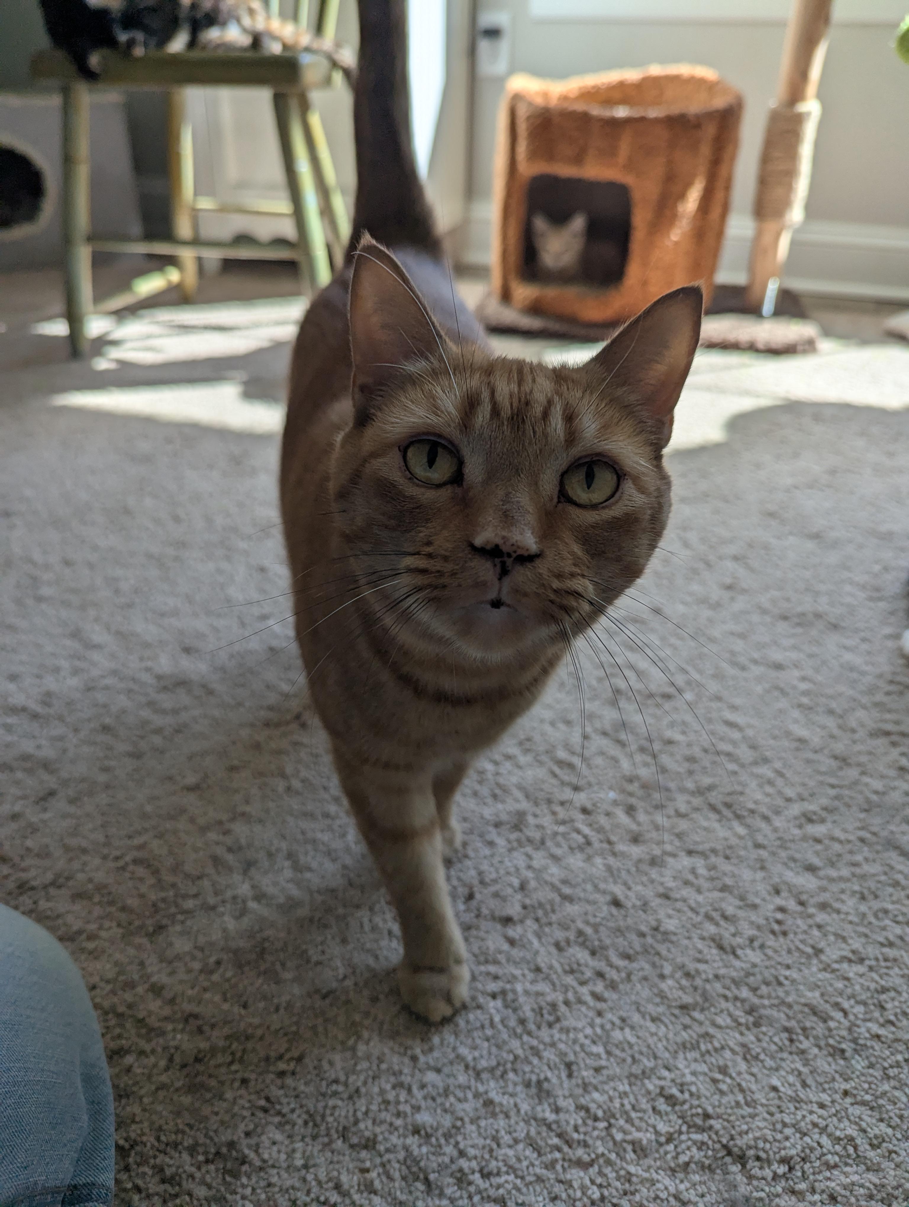 Spicy, Adoptable, Adult Female Domestic Short Hair.