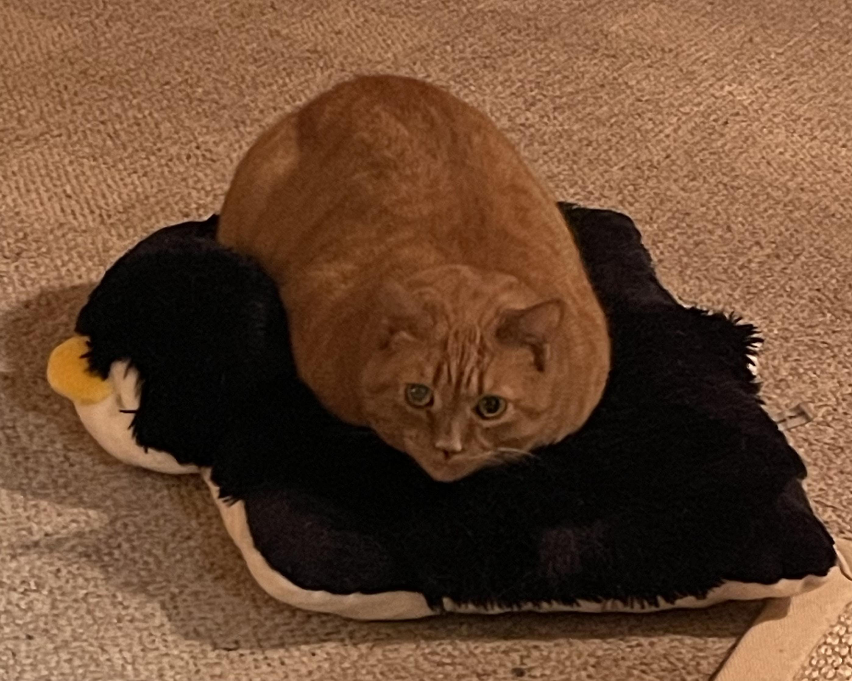 Spicy, a Adoptable Domestic Short Hair in lititz, PA image 3/3