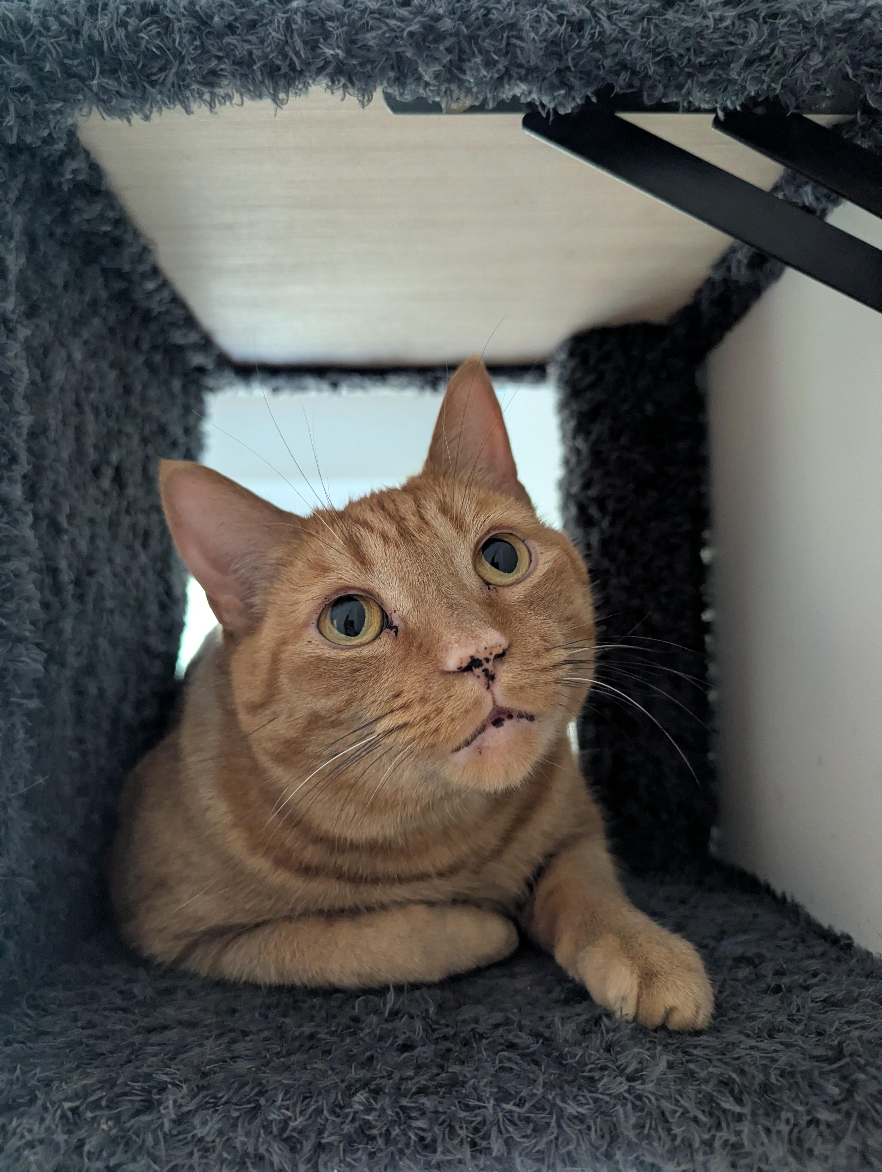 Spicy, a Adoptable Domestic Short Hair in lititz, PA image 1/3