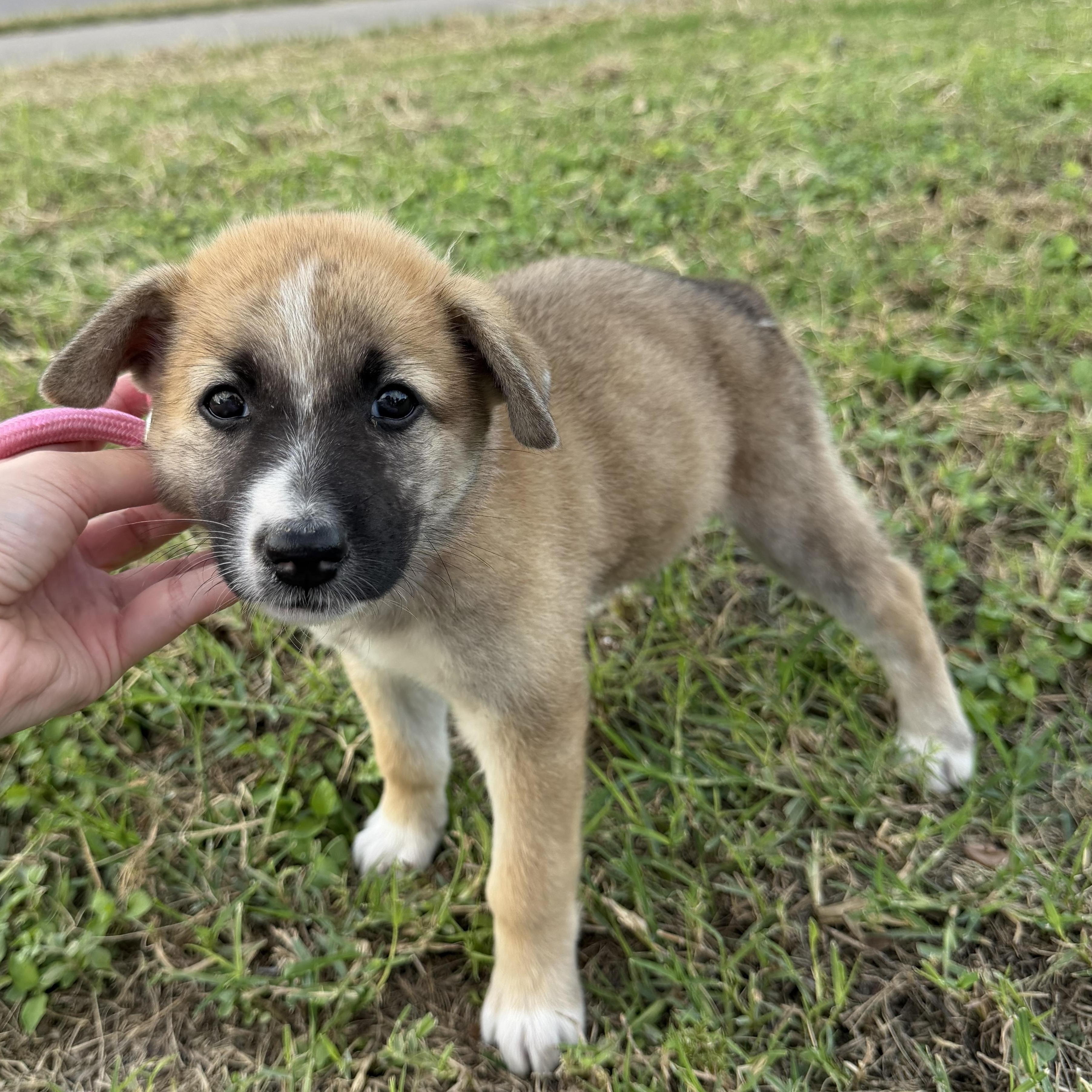 Skye, Adoptable, Puppy Female Anatolian Shepherd & German Shepherd Dog.